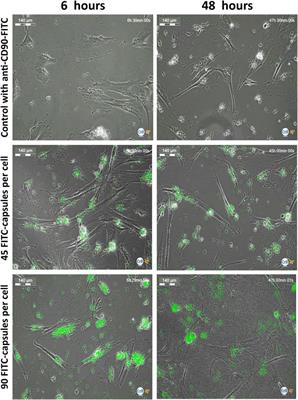 Human Mesenchymal Stem Cells as a Carrier for a Cell-Mediated Drug Delivery